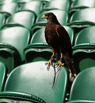 Ukradli so wimbledonskega sokola!